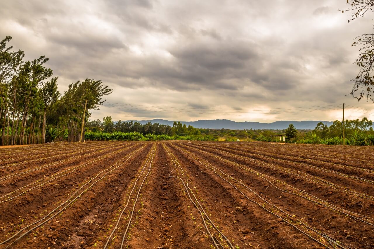 farm